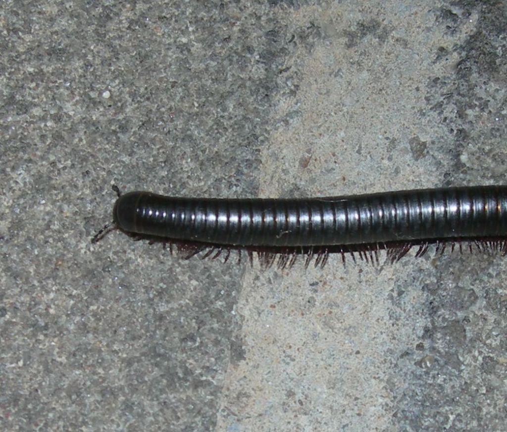 Diplopode Julida