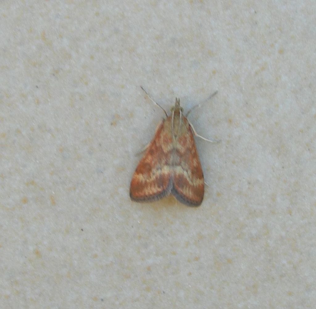 Un dubbio - Pyrausta despicata, Crambidae