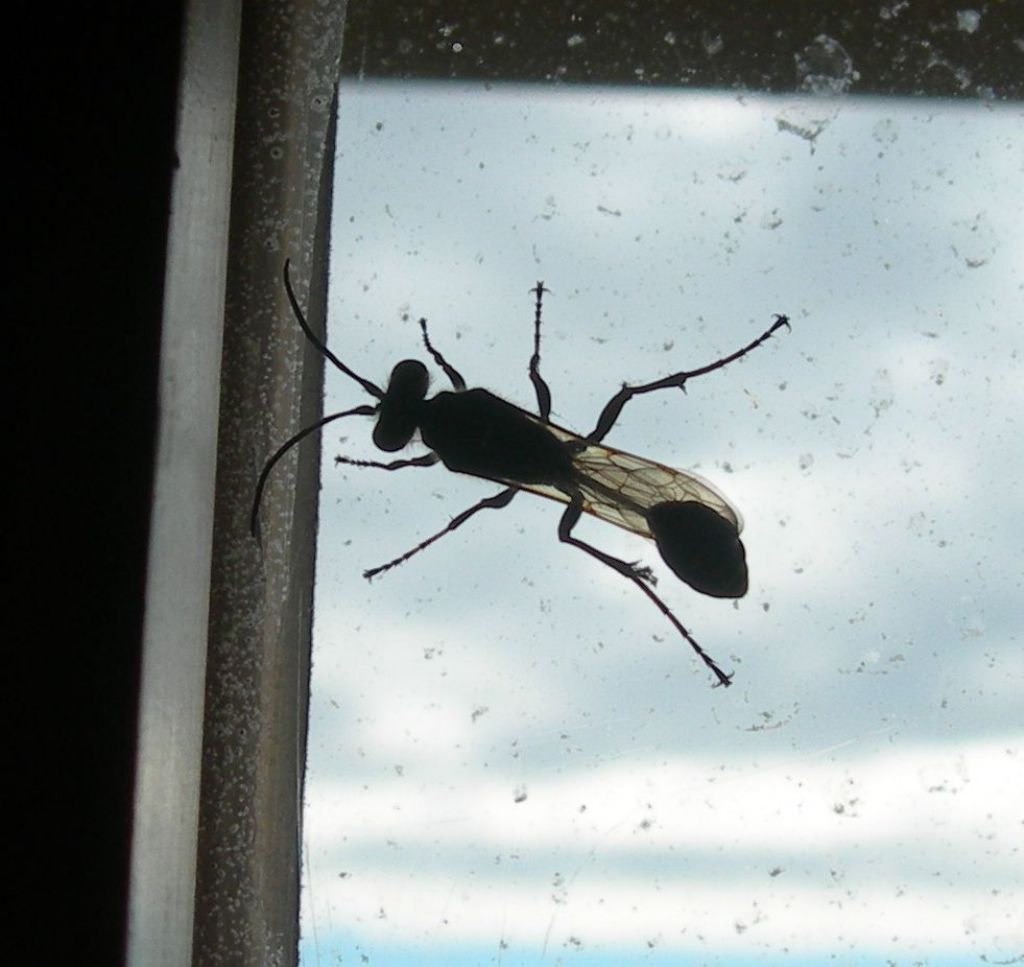 Pompilide o Sphecide?  Sphecidae:  Sceliphron curvatum