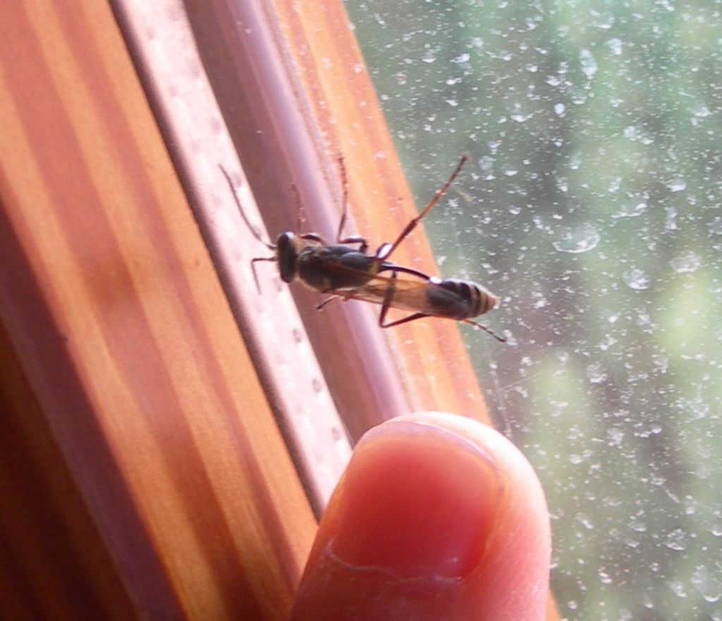 Pompilide o Sphecide?  Sphecidae:  Sceliphron curvatum
