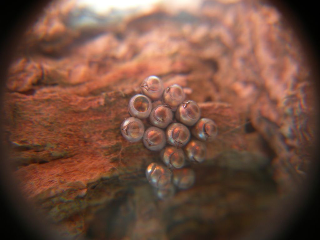 Uova di cosa? ... di Pentatomidae:  cfr. Rhaphigaster nebulosa