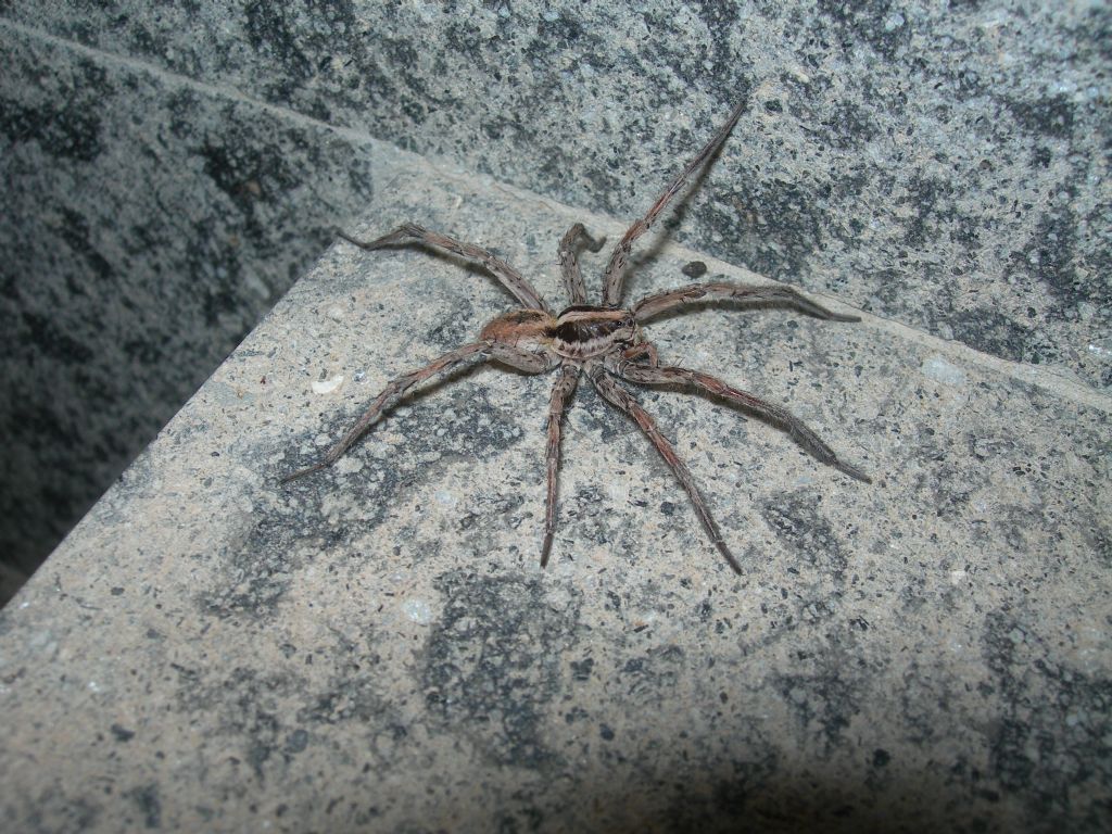 Hogna radiata  - Valpiana (GR)