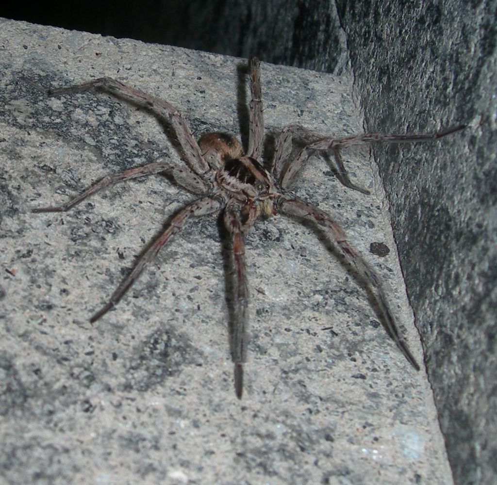 Hogna radiata  - Valpiana (GR)