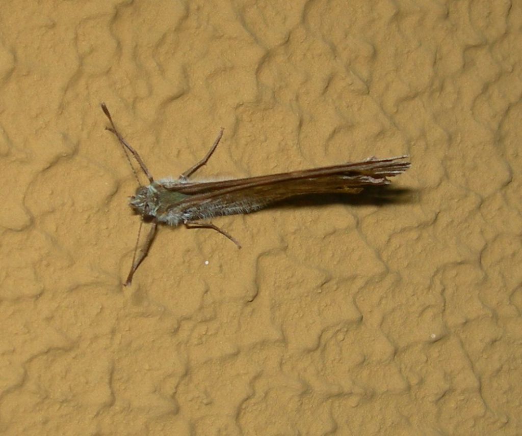 Lasiommata sp.: Lasiommata megera, Nymphalidae