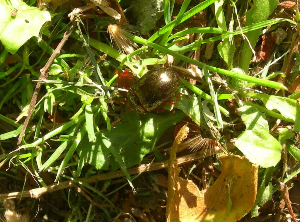 Chrysomelidae: Chrysolina bankii