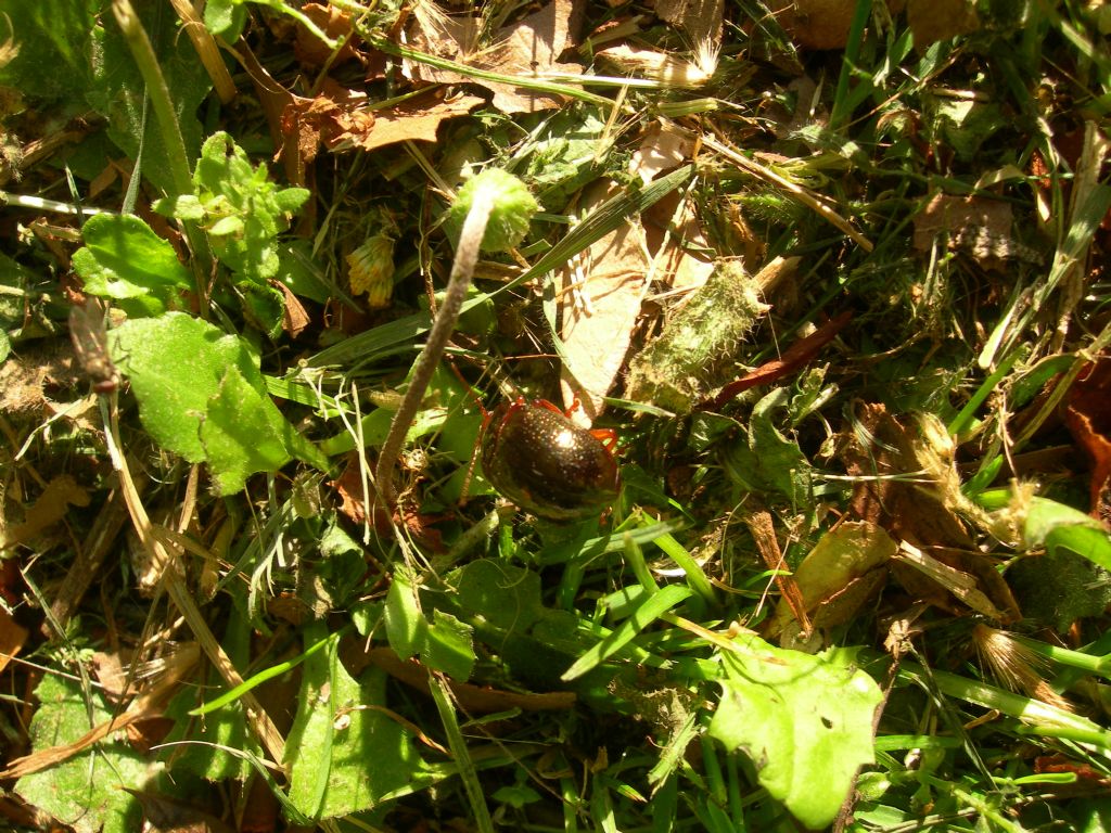 Chrysomelidae: Chrysolina bankii