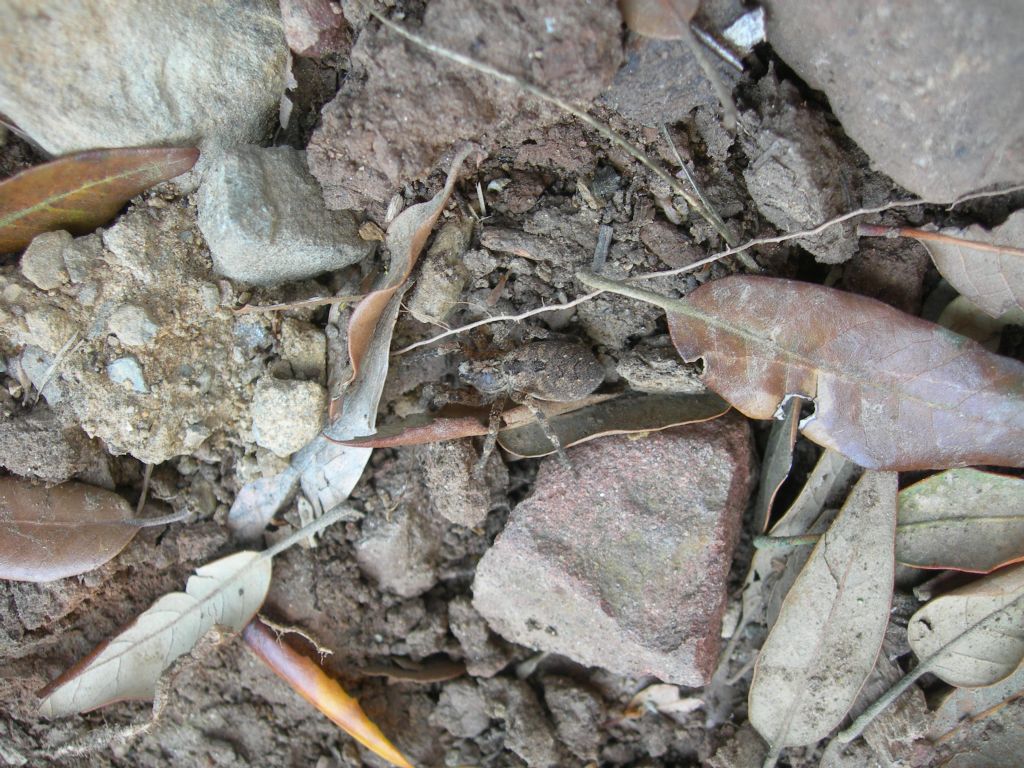 Lycosidae?   No, Zoropsidae:  Zoropsis cfr. spinimana  - Piombino (LI)