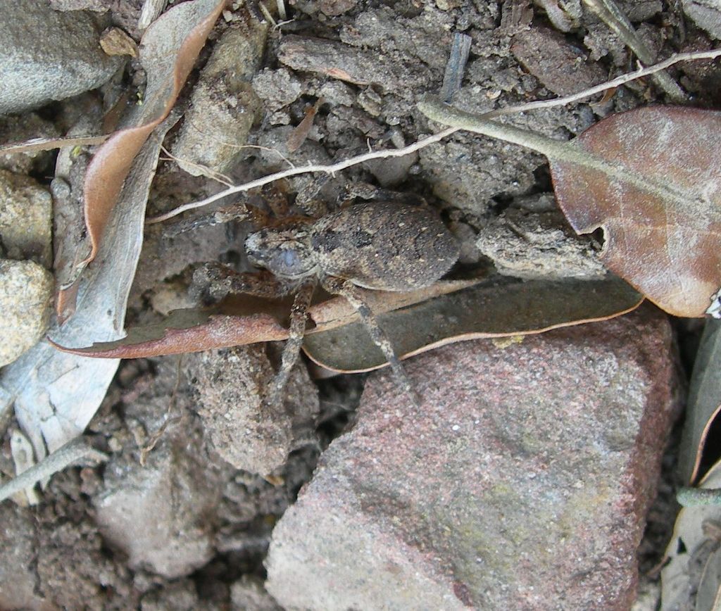 Lycosidae?   No, Zoropsidae:  Zoropsis cfr. spinimana  - Piombino (LI)