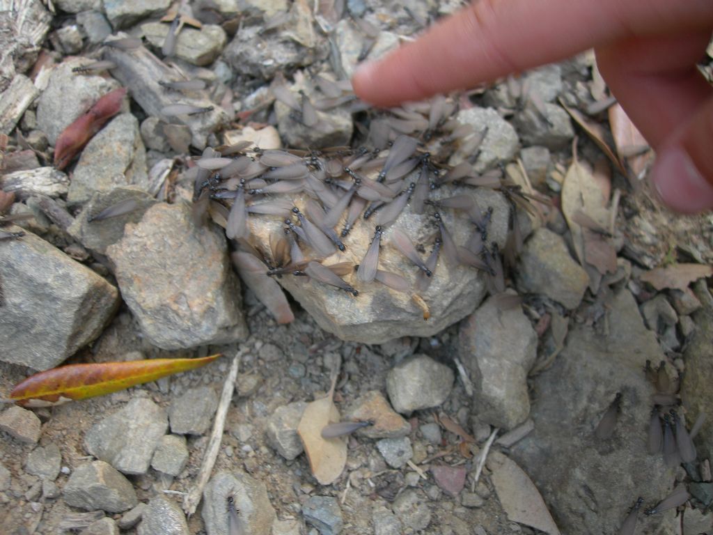 Termiti o formiche? Termiti:  Reticulitermes lucifugus (Isoptera-Rhinotermitidae)