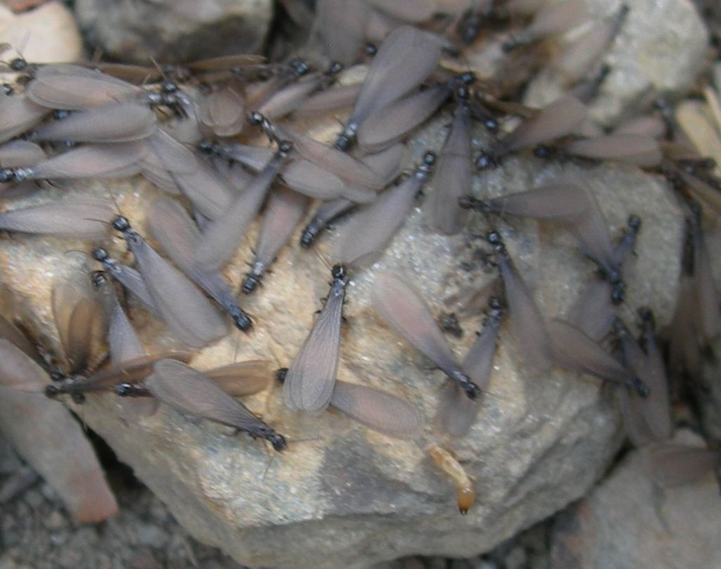 Termiti o formiche? Termiti:  Reticulitermes lucifugus (Isoptera-Rhinotermitidae)