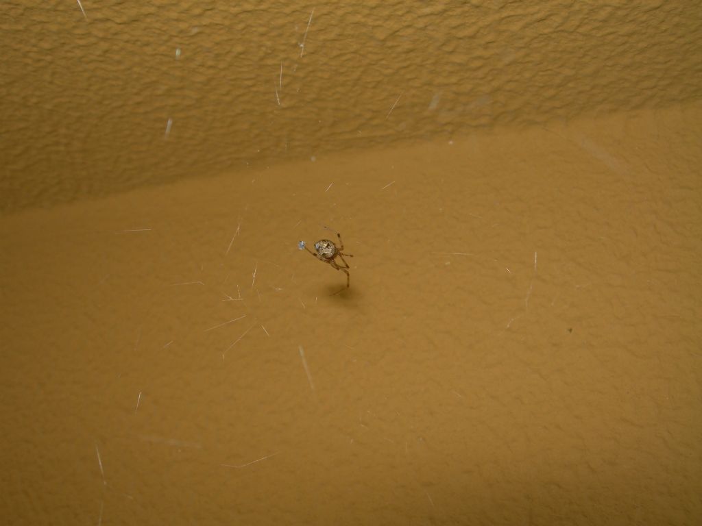 Theridiidae ?