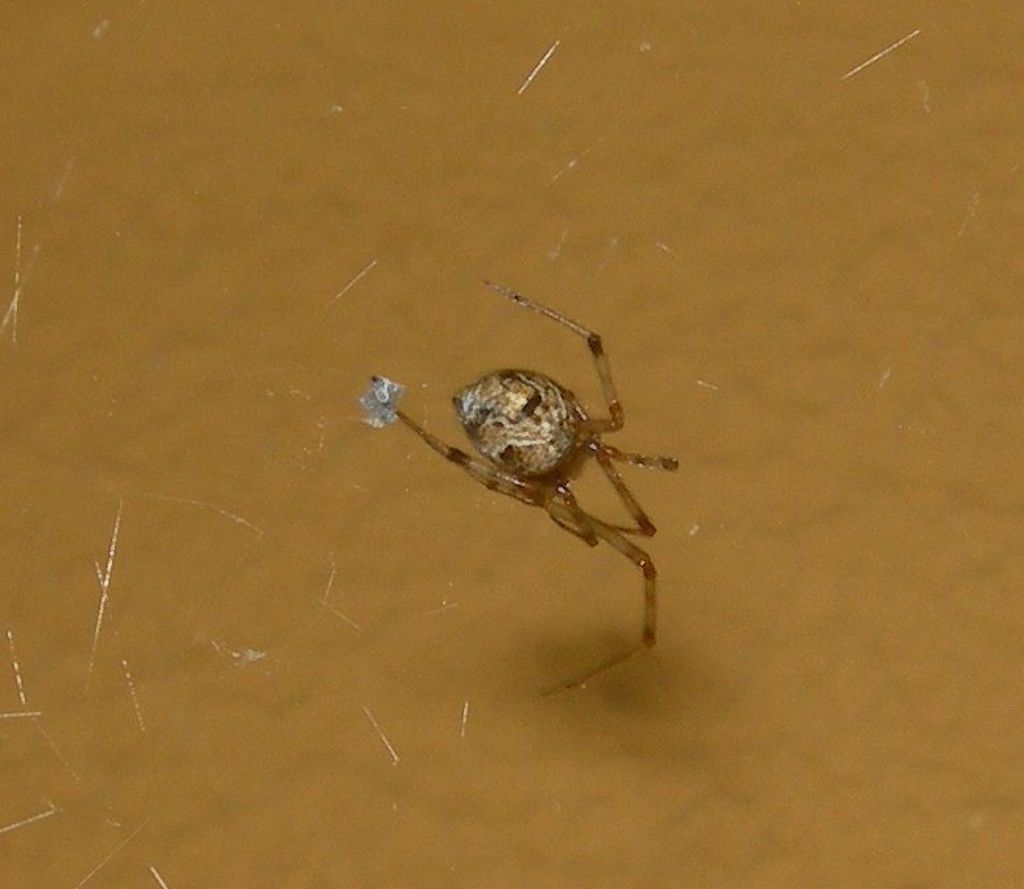 Theridiidae ?