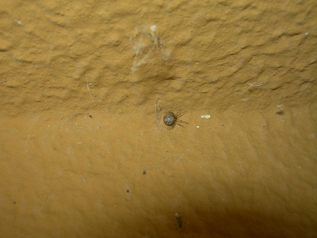 Ragnolino da id.
