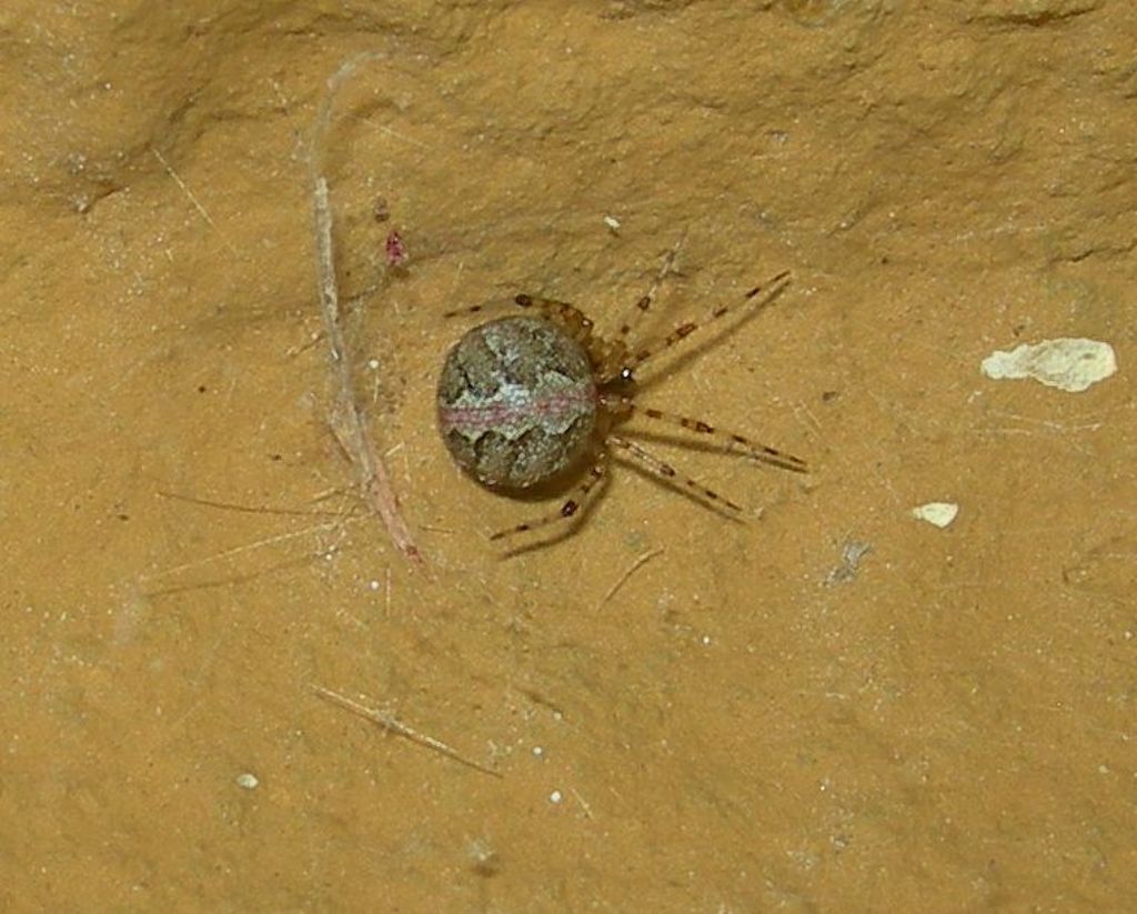 Ragnolino da id.