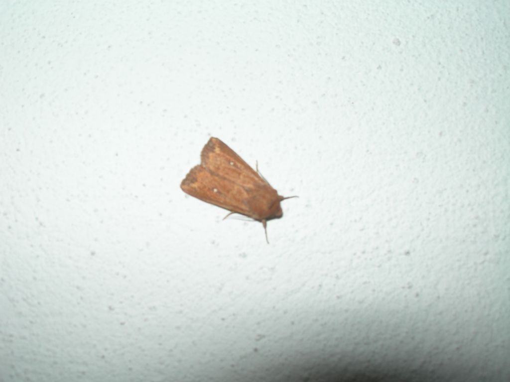 Nottua da id: Mythimna (Hyphilare) albipuncta