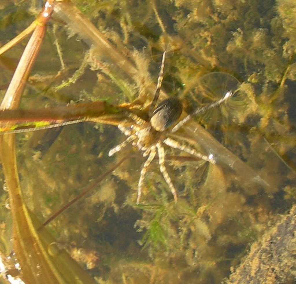 Arctosa sp. - Riotorto (LI)