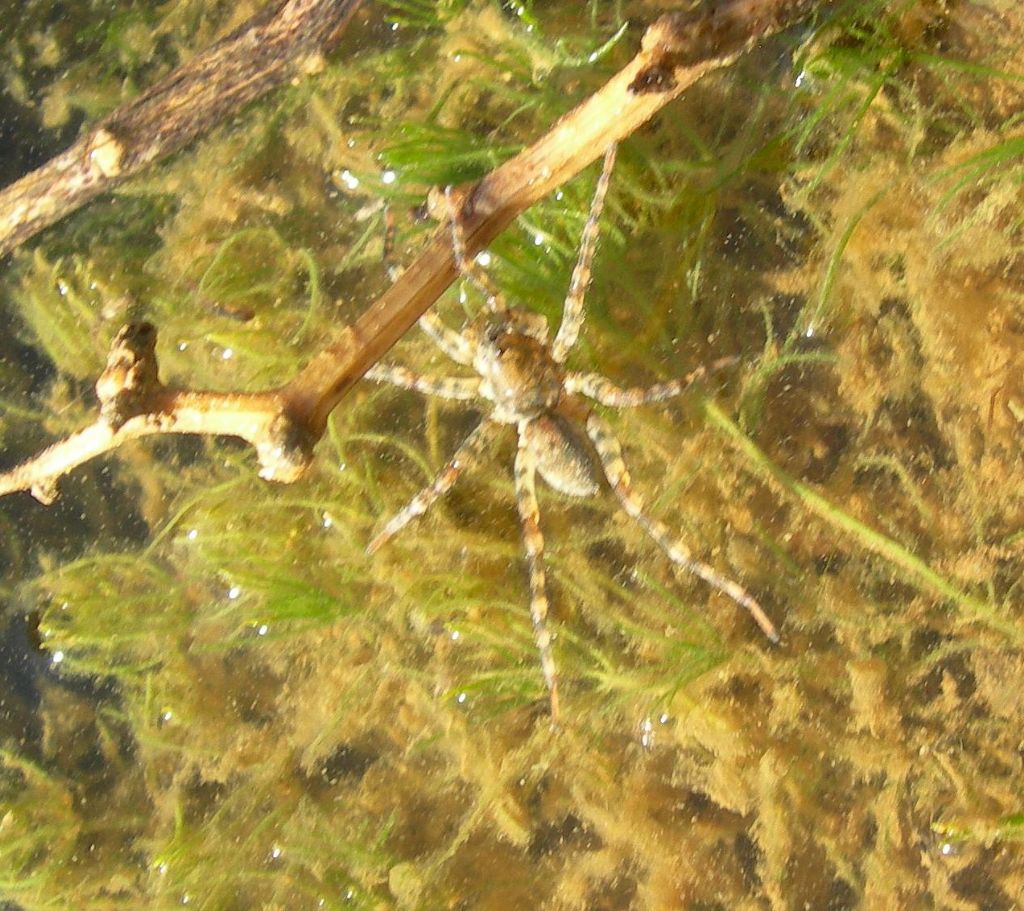 Arctosa sp. - Riotorto (LI)