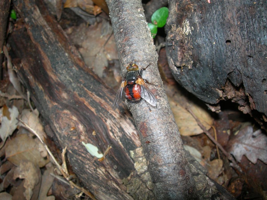 Tachinidae:  Peleteria sp.