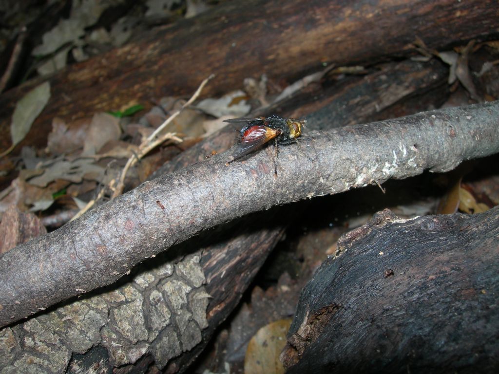 Tachinidae:  Peleteria sp.