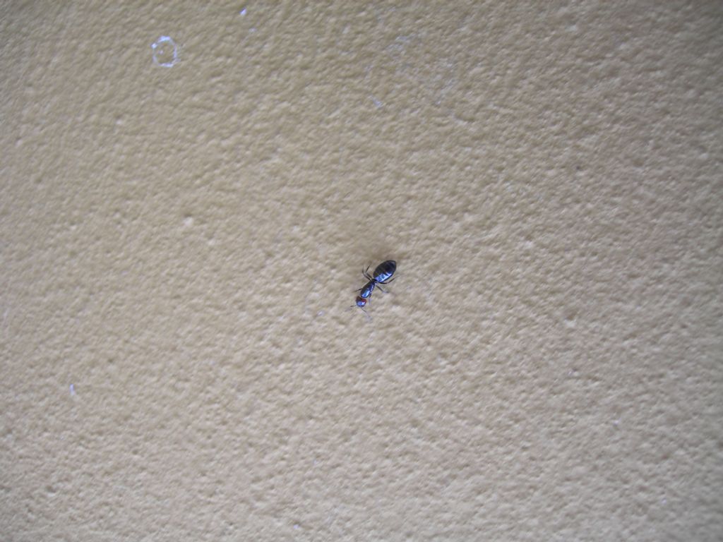 formica testa-rossa:  Camponotus lateralis, regina