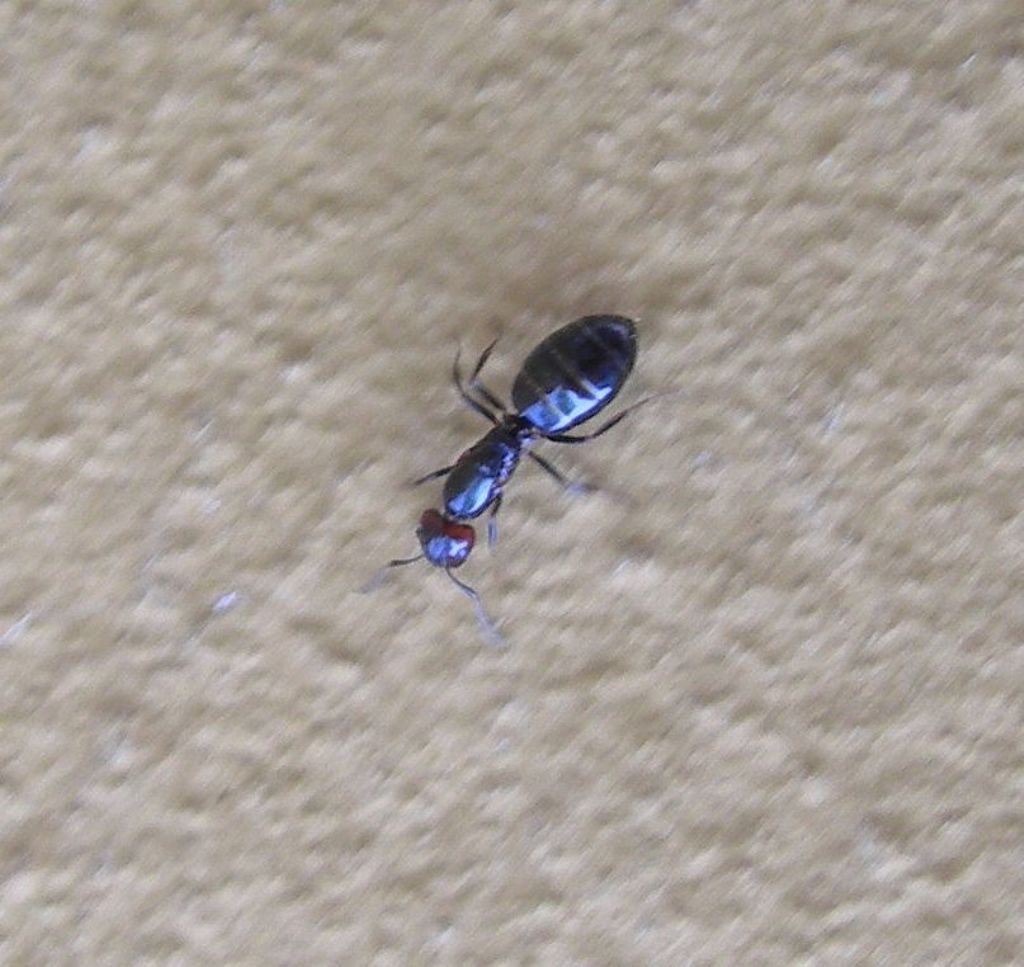 formica testa-rossa:  Camponotus lateralis, regina