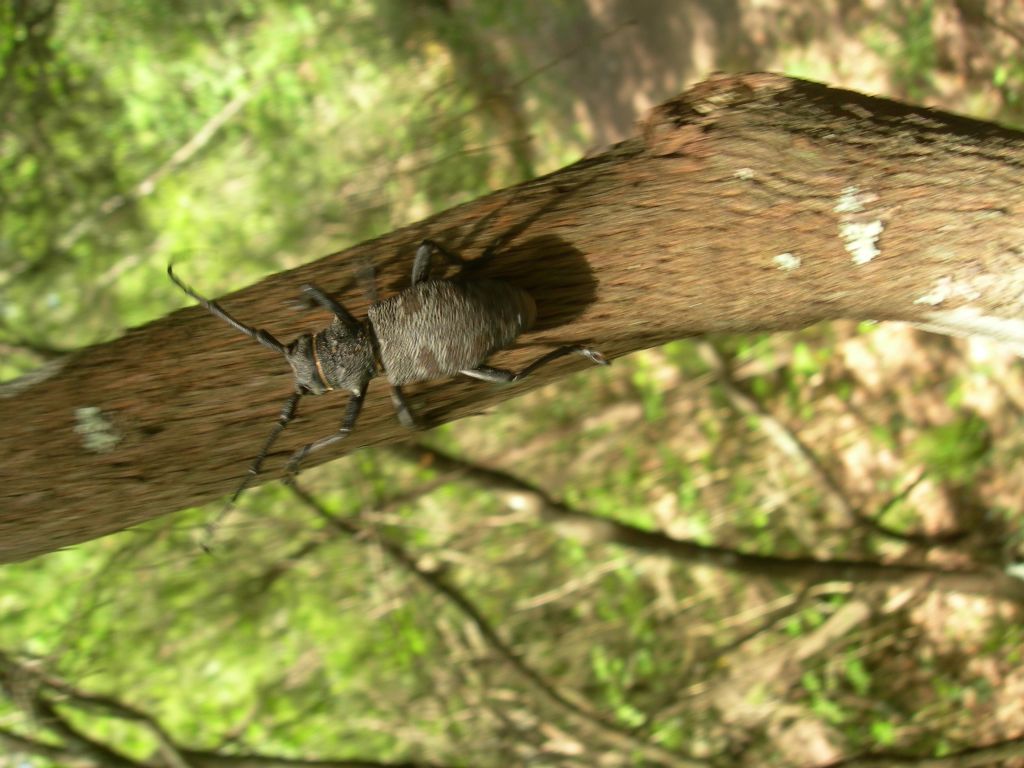 Cerambycidae Lamiinae:   Morimus asper asper