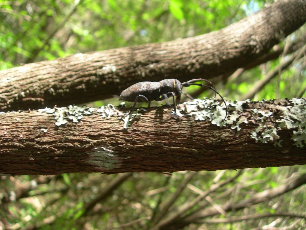 Cerambycidae Lamiinae:   Morimus asper asper