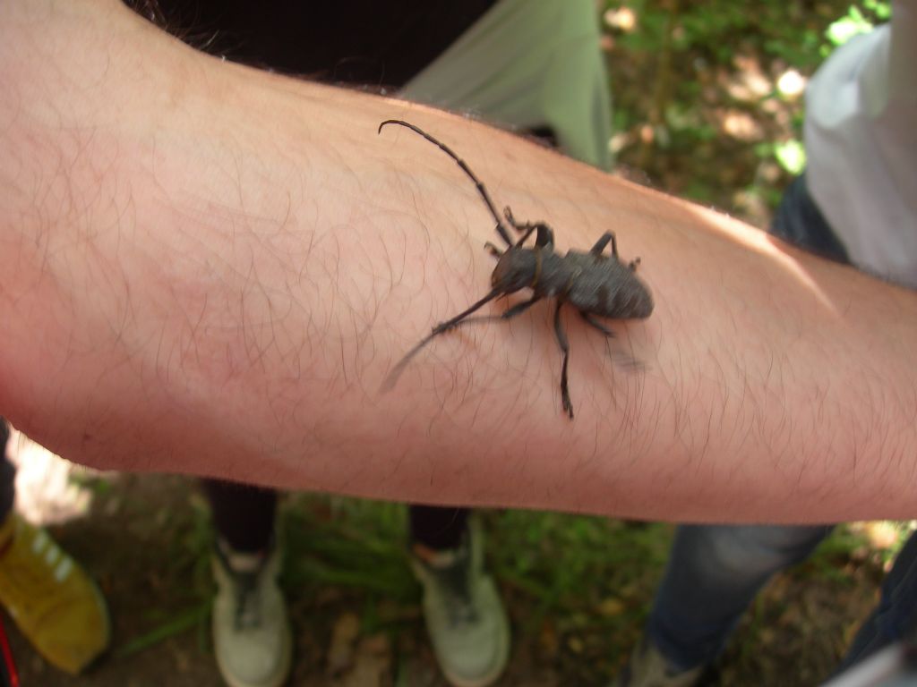 Cerambycidae Lamiinae:   Morimus asper asper