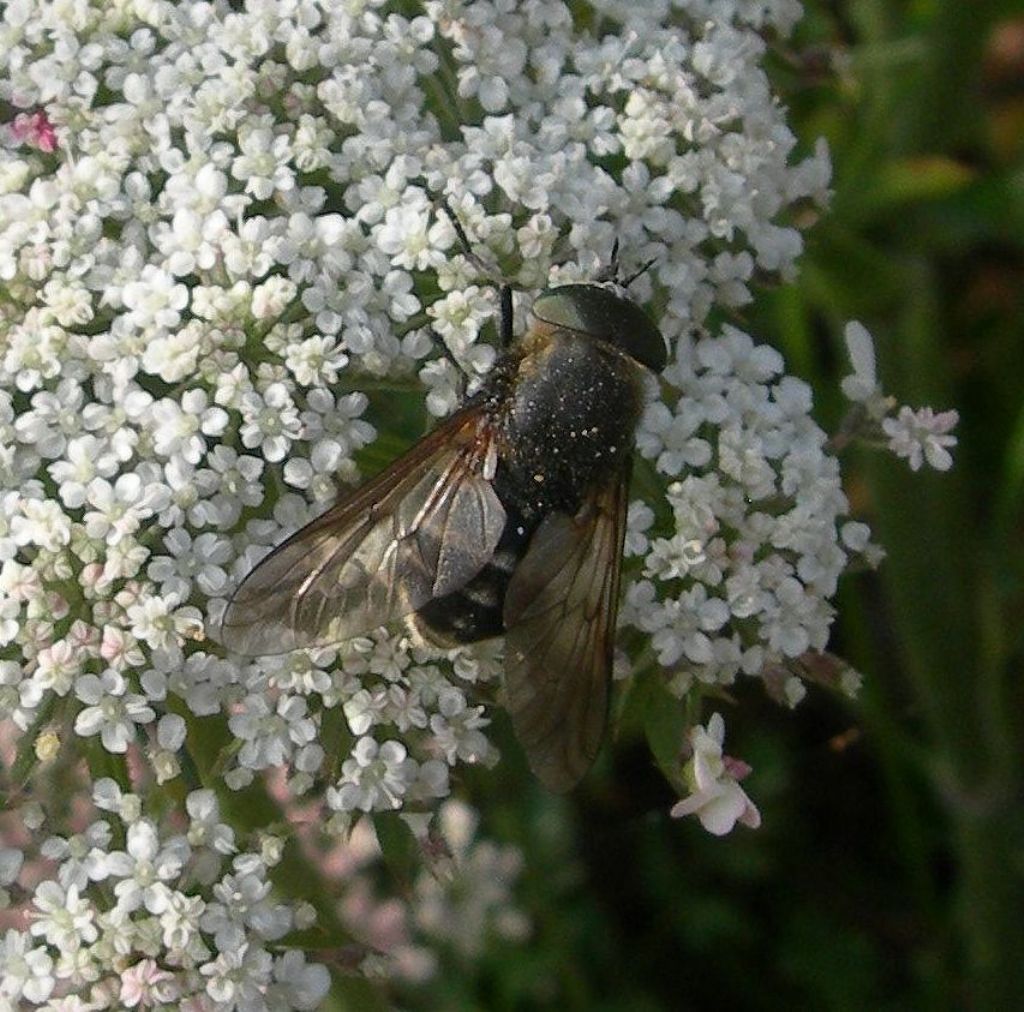 Tabanidae ? Si, Dasyrhamphis sp.