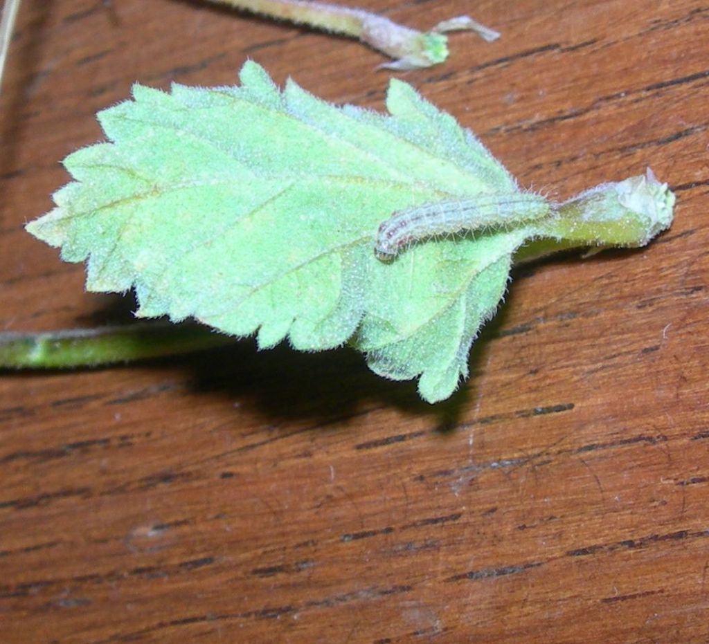 Bruco di Licenide? No, di Pterophoridae