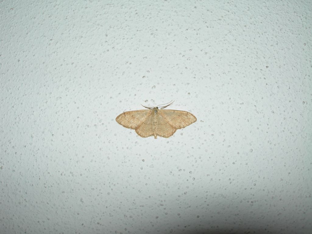 Geometride da id - Idaea aversata, f. remutata