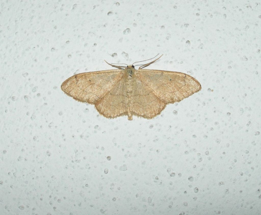 Geometride da id - Idaea aversata, f. remutata