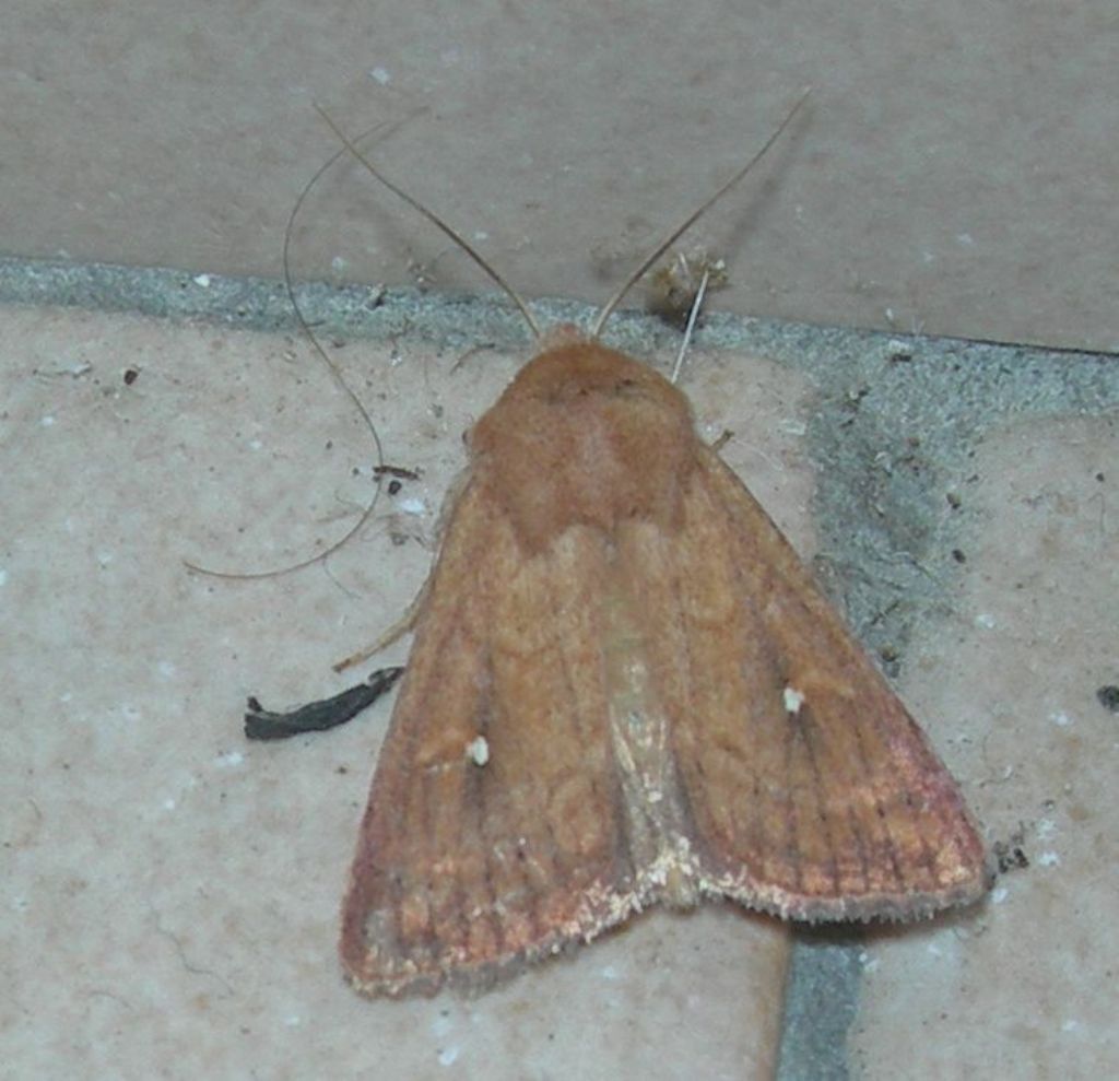 Mythimna albipuncta? S - Noctuidae