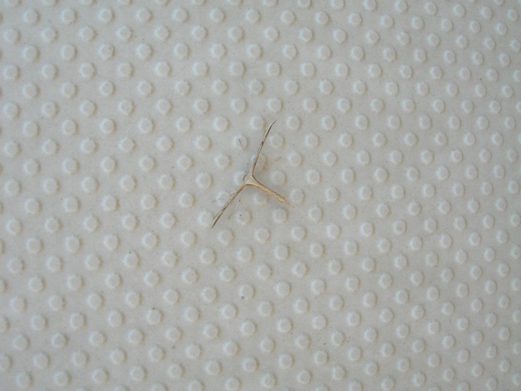 Emmelina monodactyla ? S