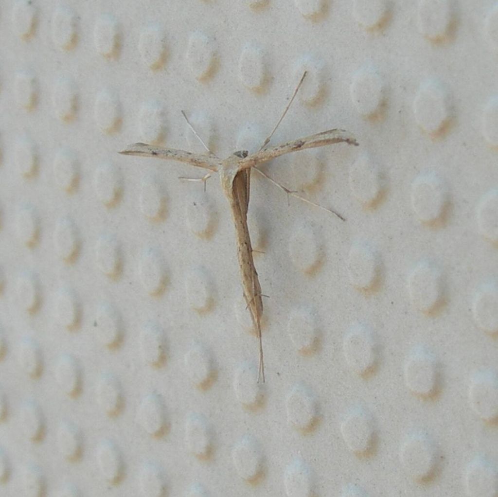 Emmelina monodactyla ? S