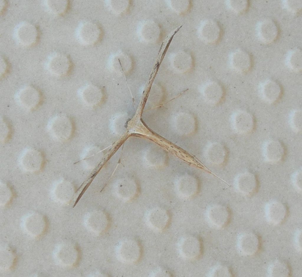 Emmelina monodactyla ? S