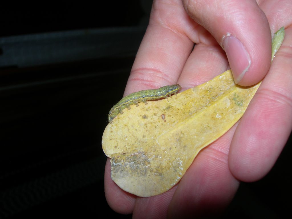bruco di ? Lacanobia sp. - Noctuidae