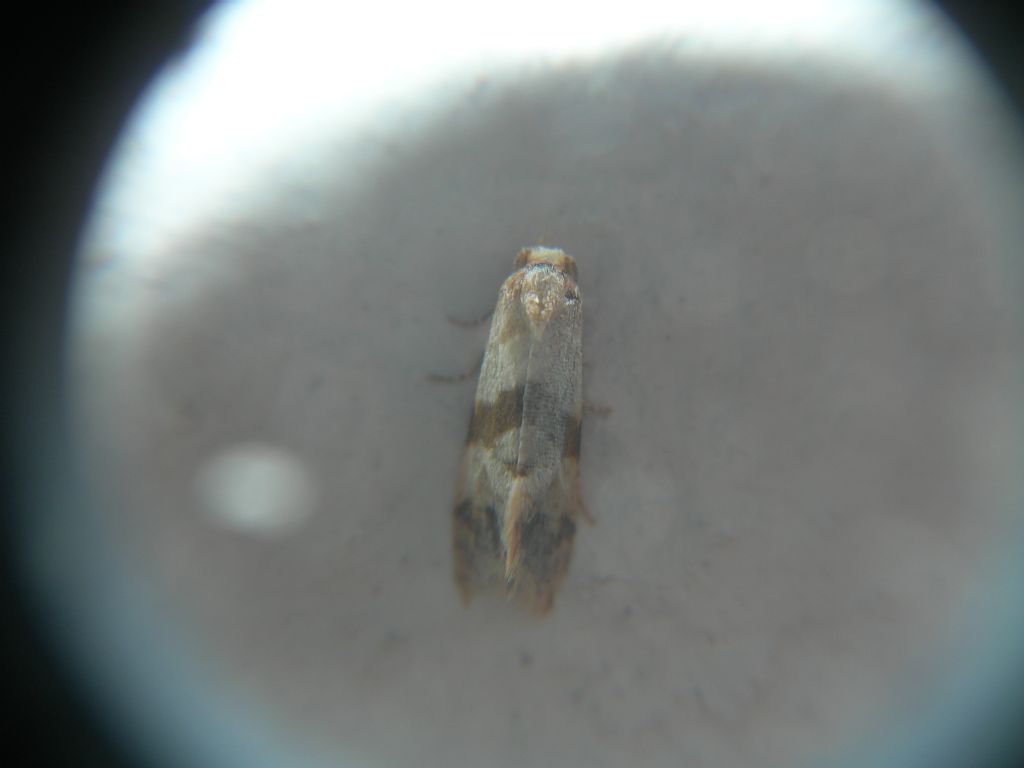 Minifarfallina da id. - Tortricidae