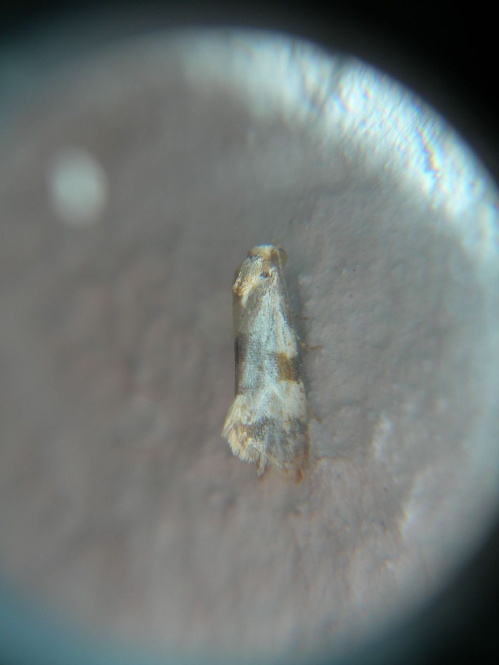 Minifarfallina da id. - Tortricidae