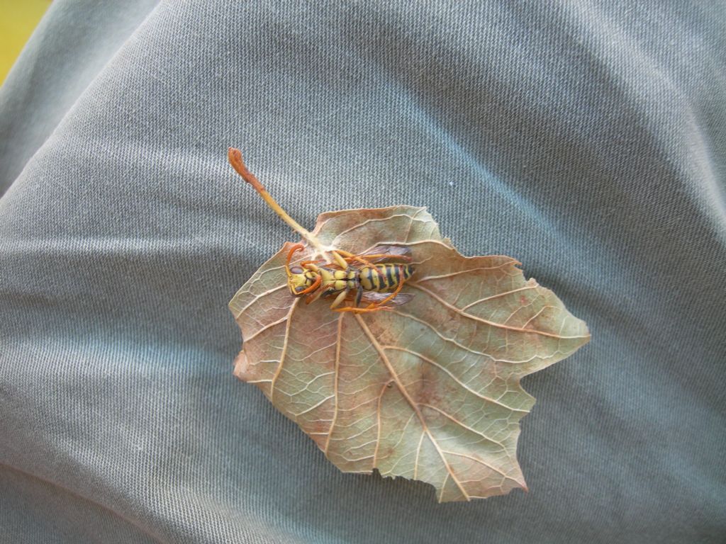 Polistes dominula, maschio (Vespidae)