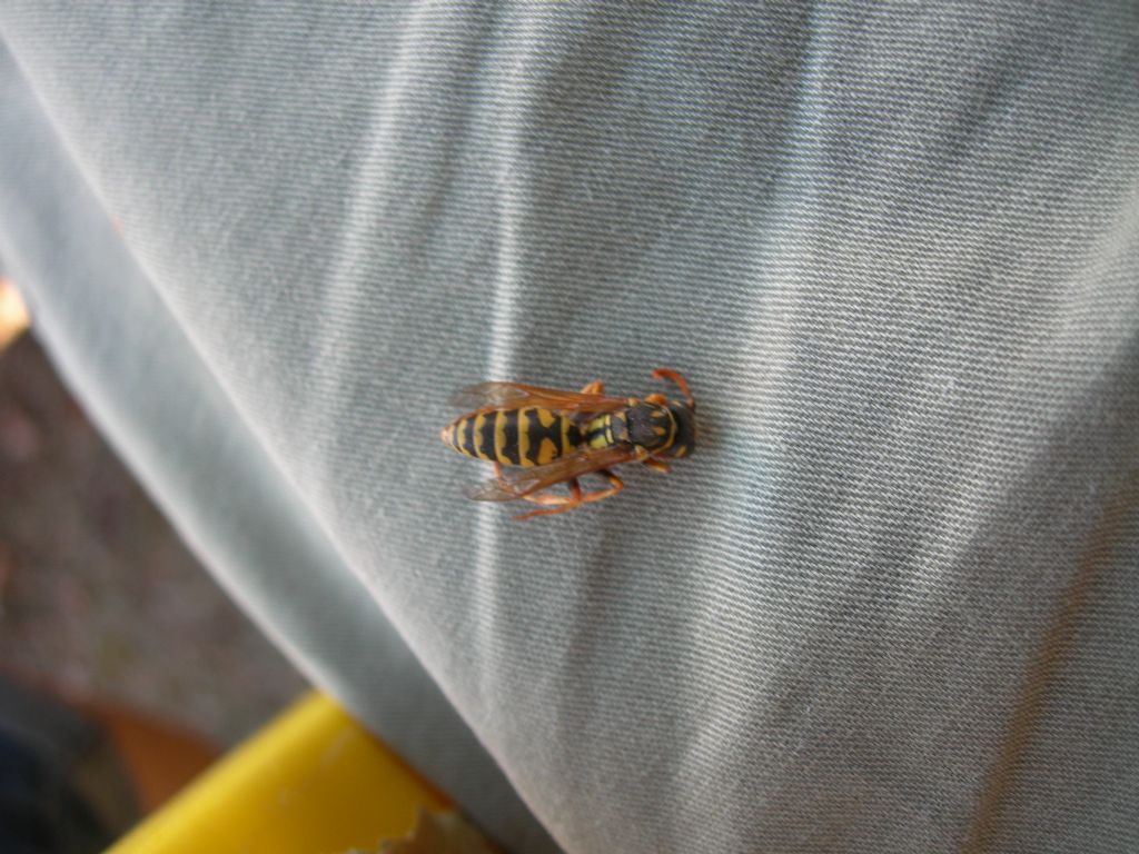 Polistes dominula, maschio (Vespidae)