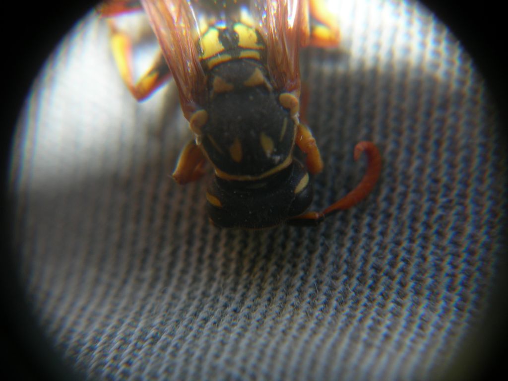 Polistes dominula, maschio (Vespidae)