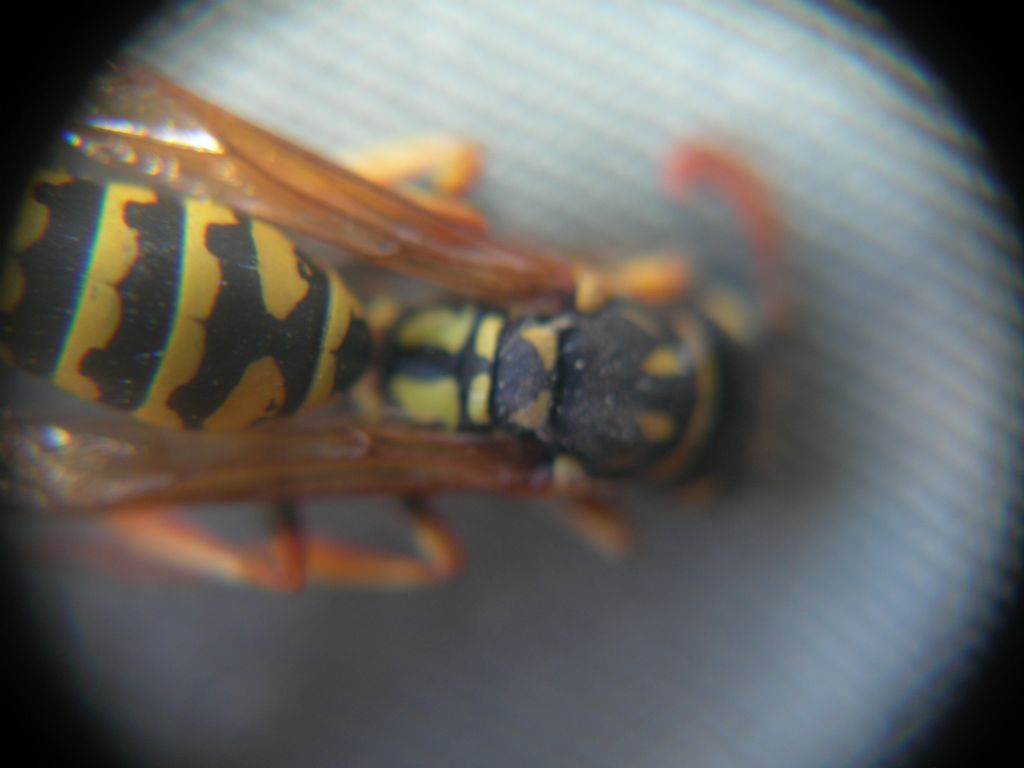 Polistes dominula, maschio (Vespidae)