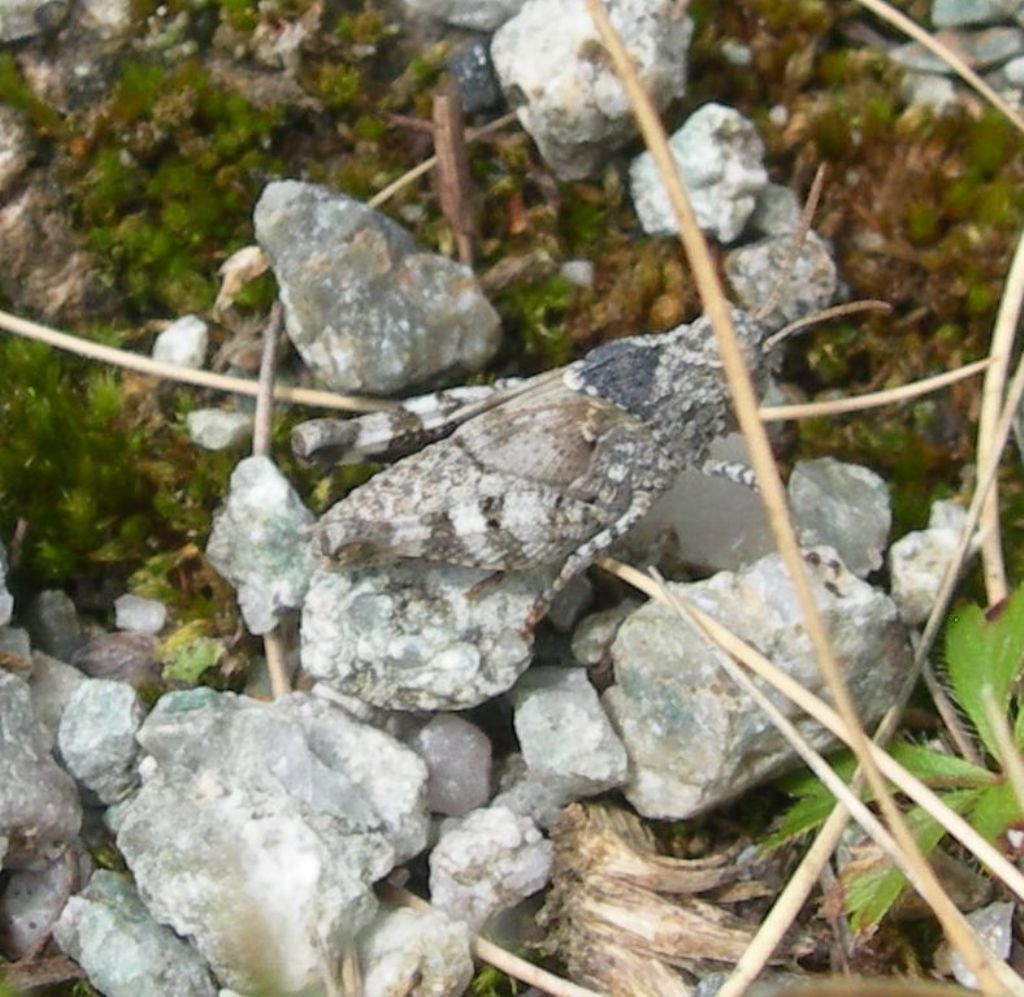 Acrididae o Tetrigidae?  Acrididae: Oedipoda cfr. germanica, sub-adulto