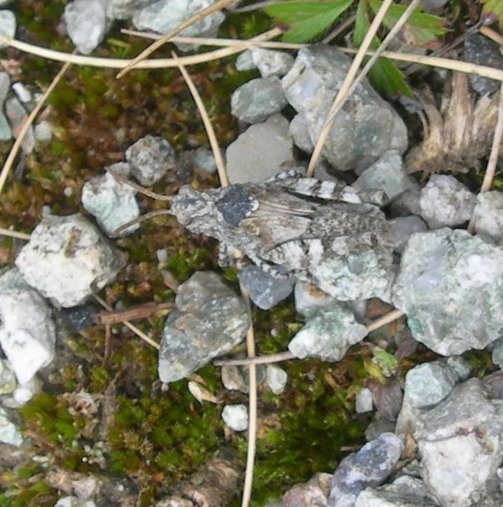Acrididae o Tetrigidae?  Acrididae: Oedipoda cfr. germanica, sub-adulto