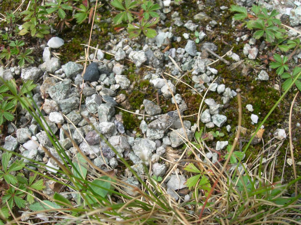 Acrididae o Tetrigidae?  Acrididae: Oedipoda cfr. germanica, sub-adulto