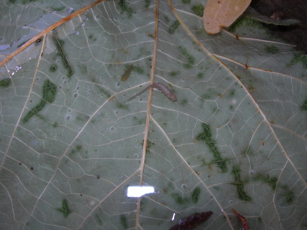 larva di Eristalis?...di Syrphidae Eristalinae Eristalini (Eristalis sp. o Helophilus sp.)