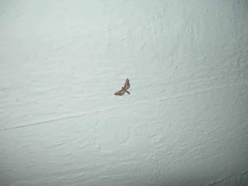 Farfallina da id. (Pyralidae?) No, Crambidae: Hydriris ornatalis