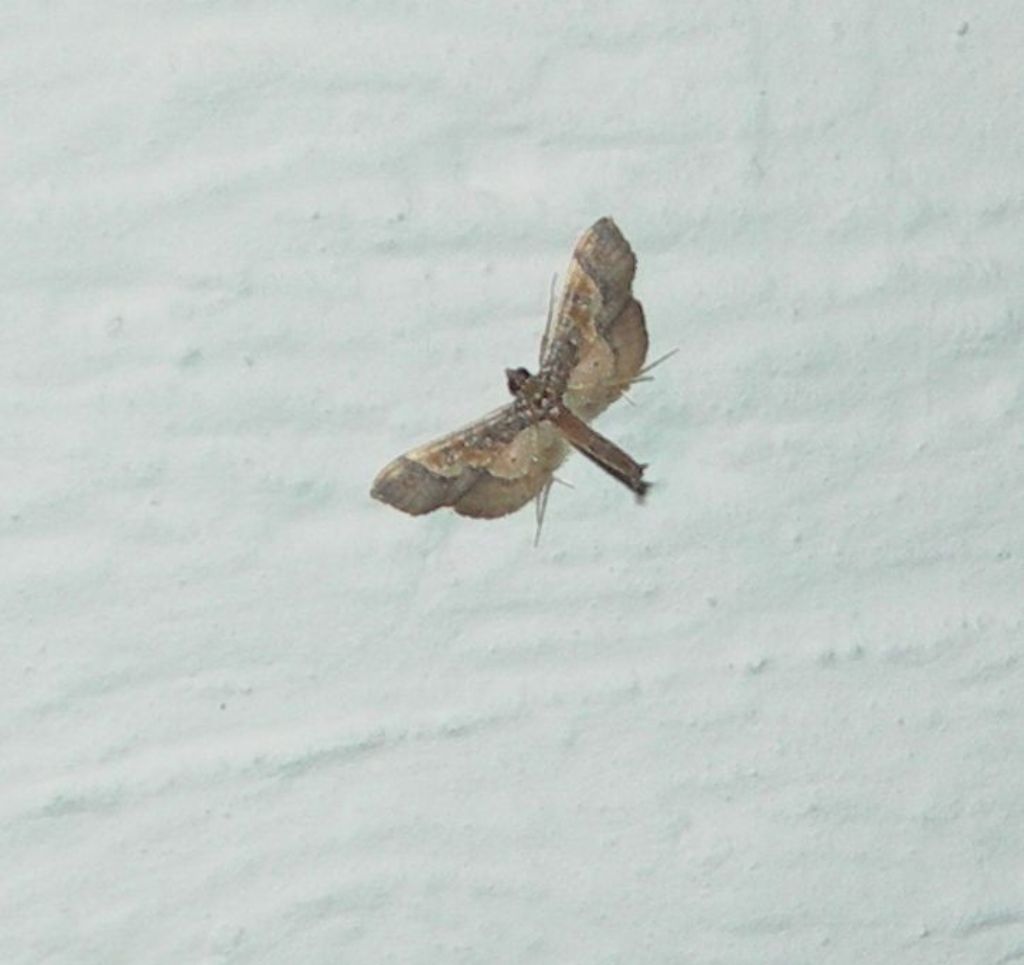Farfallina da id. (Pyralidae?) No, Crambidae: Hydriris ornatalis