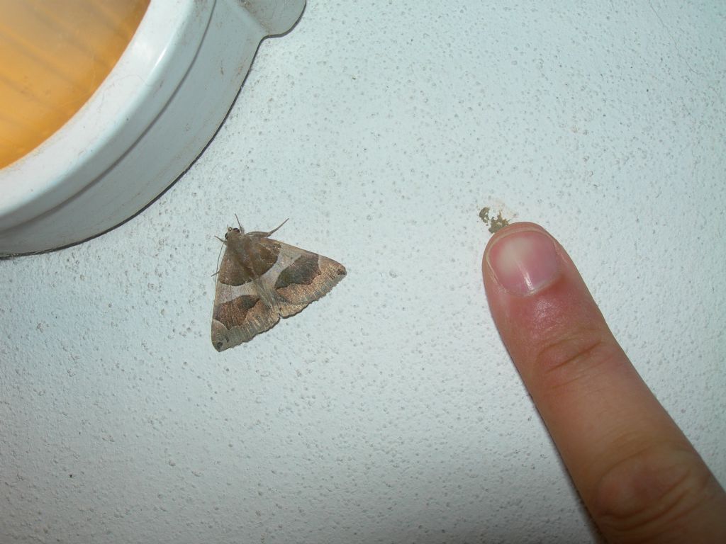 Dysgonia algira o torrida?